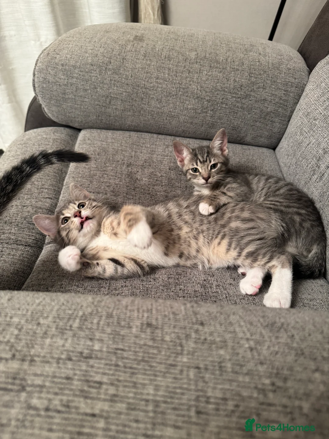 Mixed Breed cats for sale: Beautiful Kittens Ready for Their Forever Homes - Advert 9