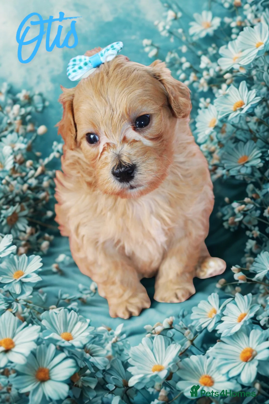 Maltipoo dogs for sale: ✨ Tiny Toy F1 Maltipoo pups ready soon ✨  - Advert 15