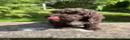 Cockapoo dogs for sale: Cockapoo  - Advert 9