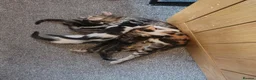 Mixed Breed cats for sale: Beautiful kittens  - Advert 1