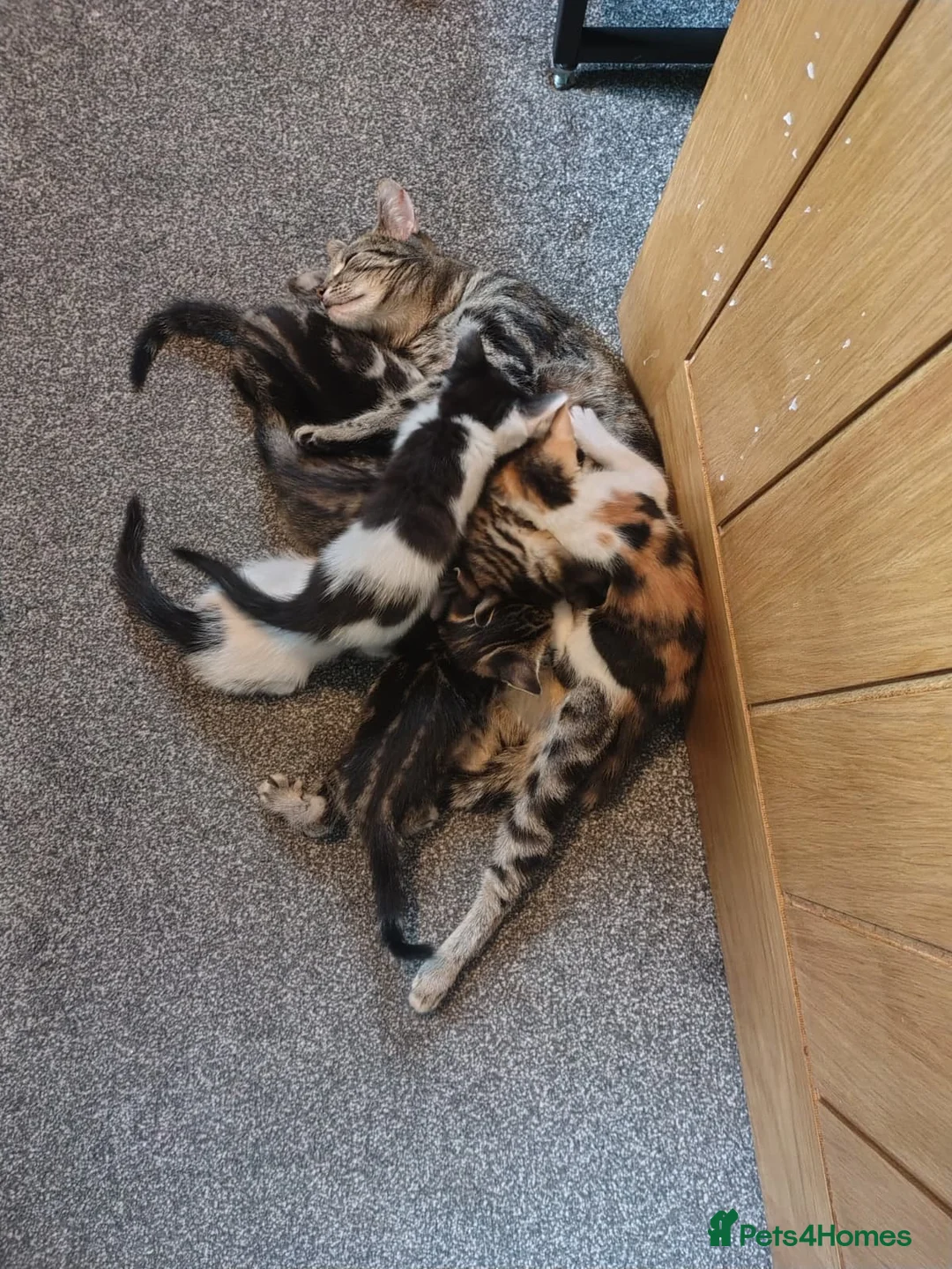 Mixed Breed cats for sale: Beautiful kittens  - Advert 1
