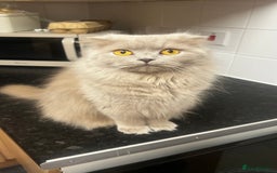 Scottish Fold cats for sale: Female scottish fold  - Image 2