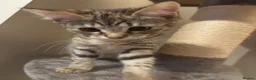 Bombay cats for sale: One short haired Tabby💜 Three Fluff males🩵 - Advert 3