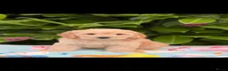 Cockapoo dogs for sale: 🌸 READY NOW SHOW QUALITY TOY F1 COCKERPOOS 🌸 - Advert 17