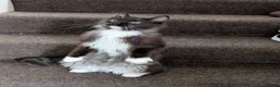 Ragdoll cats for sale: Gorgeous Tuxedo Smoke Ragdoll Cross Boy - Advert 2