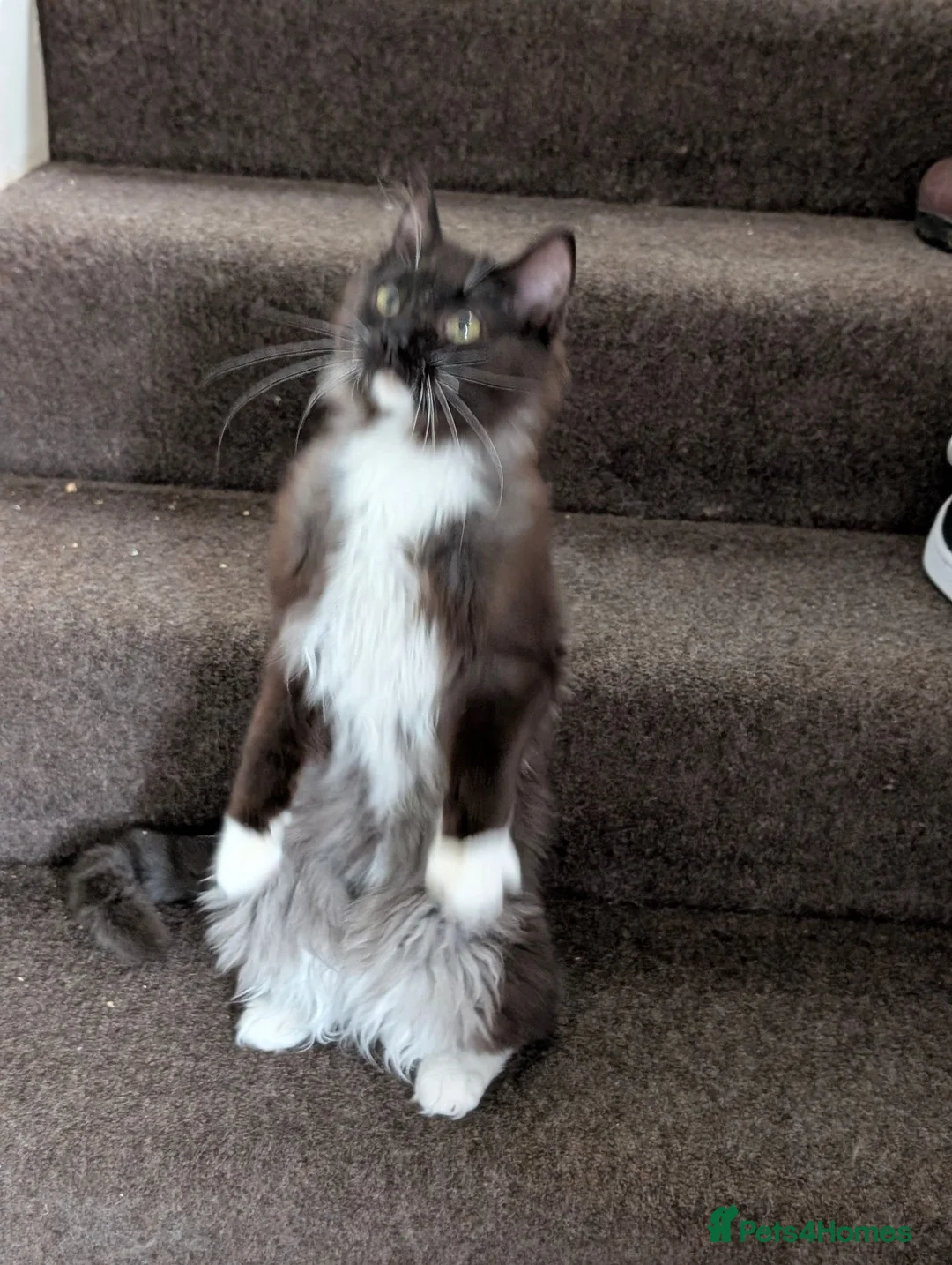Ragdoll cats for sale: Gorgeous Tuxedo Smoke Ragdoll Cross Boy - Advert 2