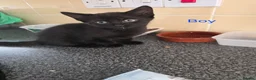 Mixed Breed cats for sale: Kittens looking for their forever homes - Advert 27