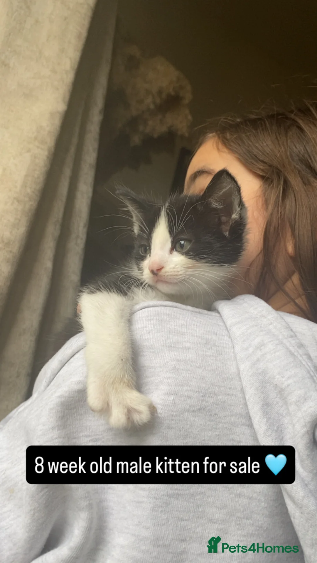 Mixed Breed cats for sale: 2x kittens available  in Oldbury - Advert 1