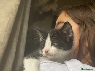 Mixed Breed cats 2x kittens available - Advert 4