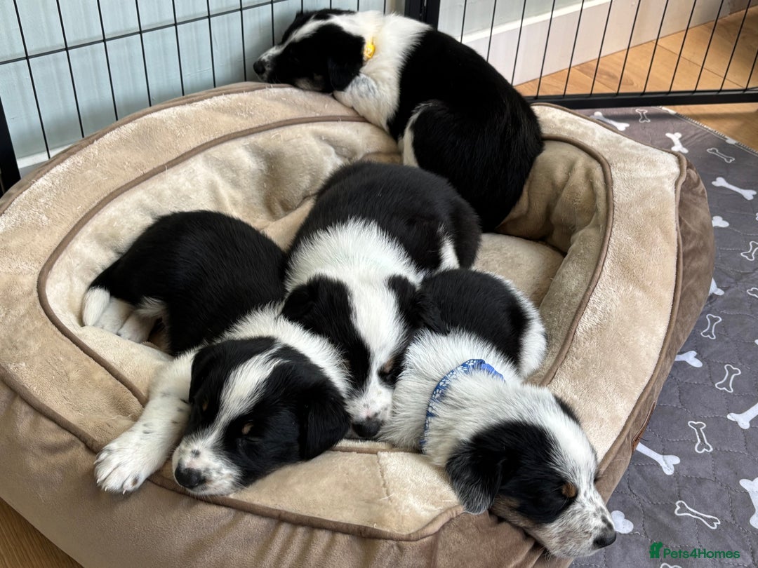 Border Collie dogs for sale: Unique Tri colour and piebald Border Collies  - Image 24
