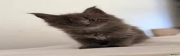 Maine Coon cats for sale: Ready now, blue smoke maine coon kitten TICA reg - Advert 8