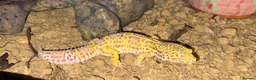 Leopard Gecko reptiles for sale: Leopard Gecko with Enclosure  in Nottingham - Advert 1