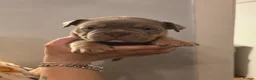 American Bully dogs for sale: Micro exotic bully's  - Advert 16