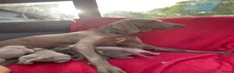 Weimaraner dogs for sale: KC Registered Weimaraner puppies for sale - Advert 4