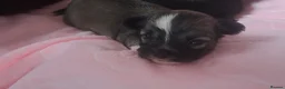 Chihuahua dogs for sale: Long Coat Chihuahua puppies - Advert 12