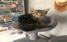 Mixed Breed cats for sale: Beautifully kittens ready for new home - Image 18