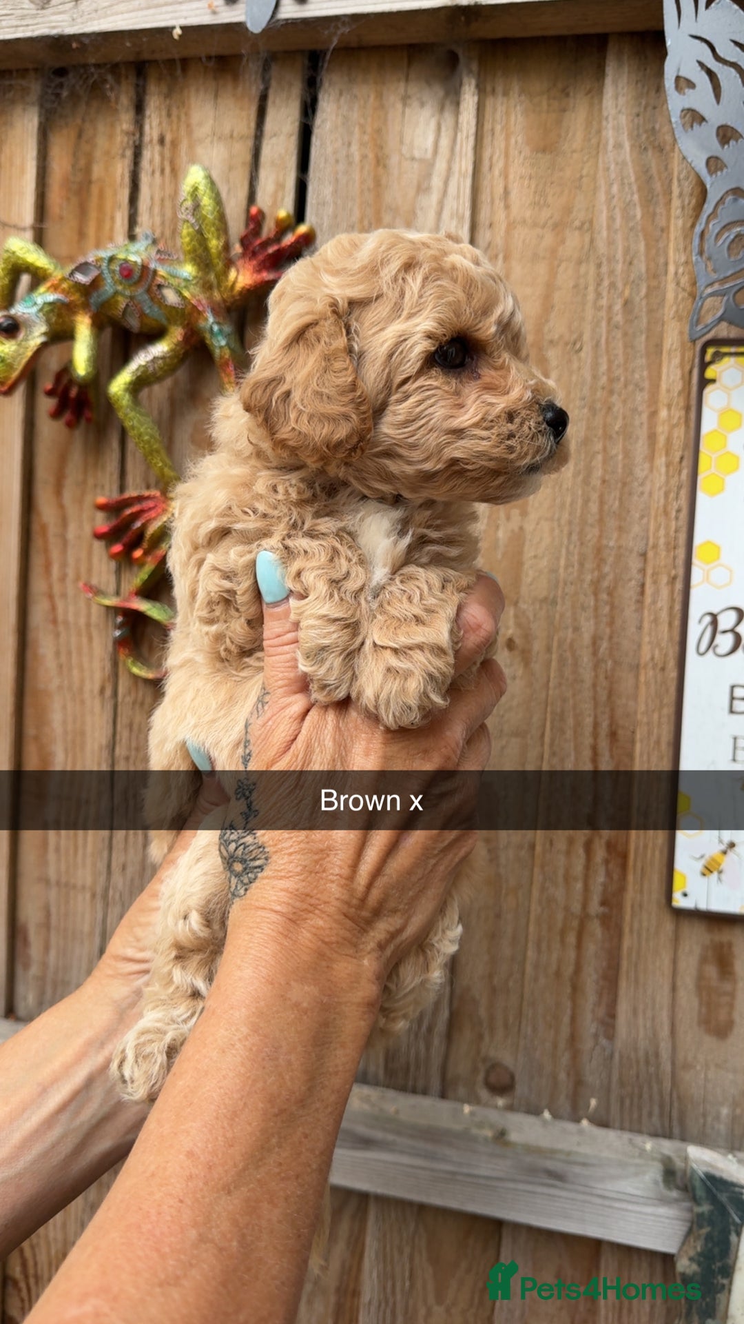 Poochon dogs for sale: Poochon Puppies - Image 27