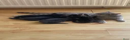 Mixed Breed cats for sale: 4 Adorable Kittens Ready for Forever Homes - Advert 15