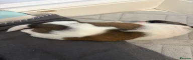 Shih Tzu 1