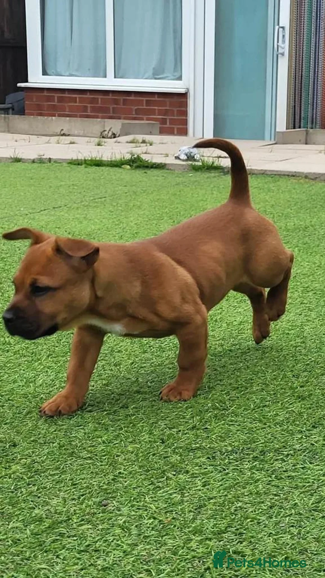 Mixed Breed dogs for adoption: Blu   - Advert 7