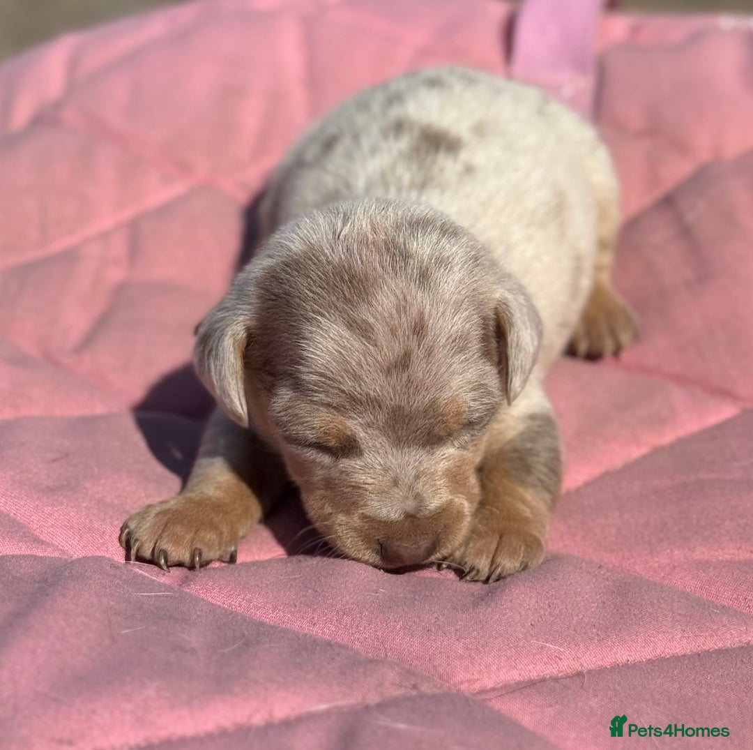 Miniature Dachshund dogs for sale: Miniature dachshund puppy’s ❤️ - Image 16