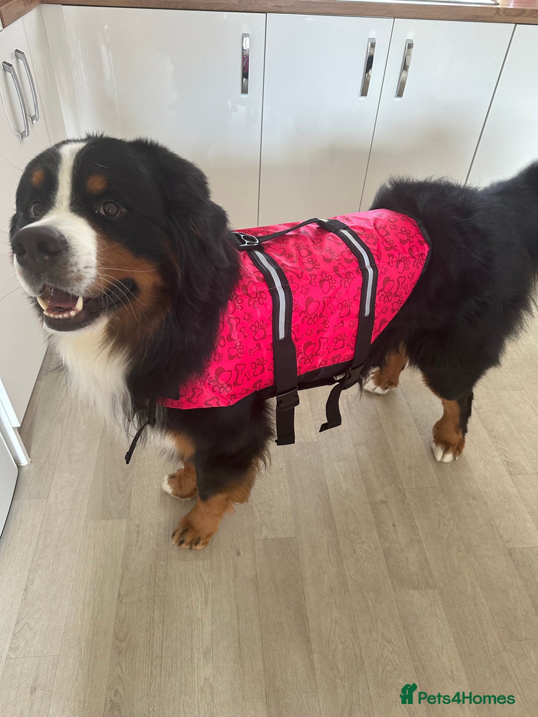 Bernese Mountain Dog dogs for stud: Handsome KC-Registered Bernese Mountain Dog  - Advert 7