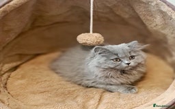 British Longhair cats for sale: TICA Beautiful Blue British Longhair Female - Image 15