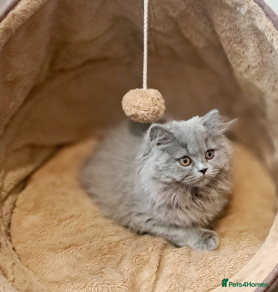 British Longhair cats for sale: TICA Beautiful Blue British Longhair Female - Image 15