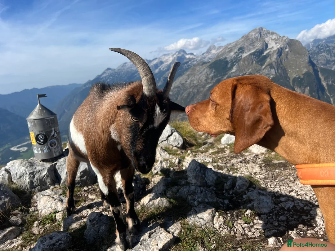 Hungarian Vizsla dogs for stud:   *Proven Stud* Son of Hungarian Grand Champion - Advert 10