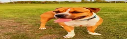 Mixed Breed dogs for sale: Puppies for sale  - Advert 4