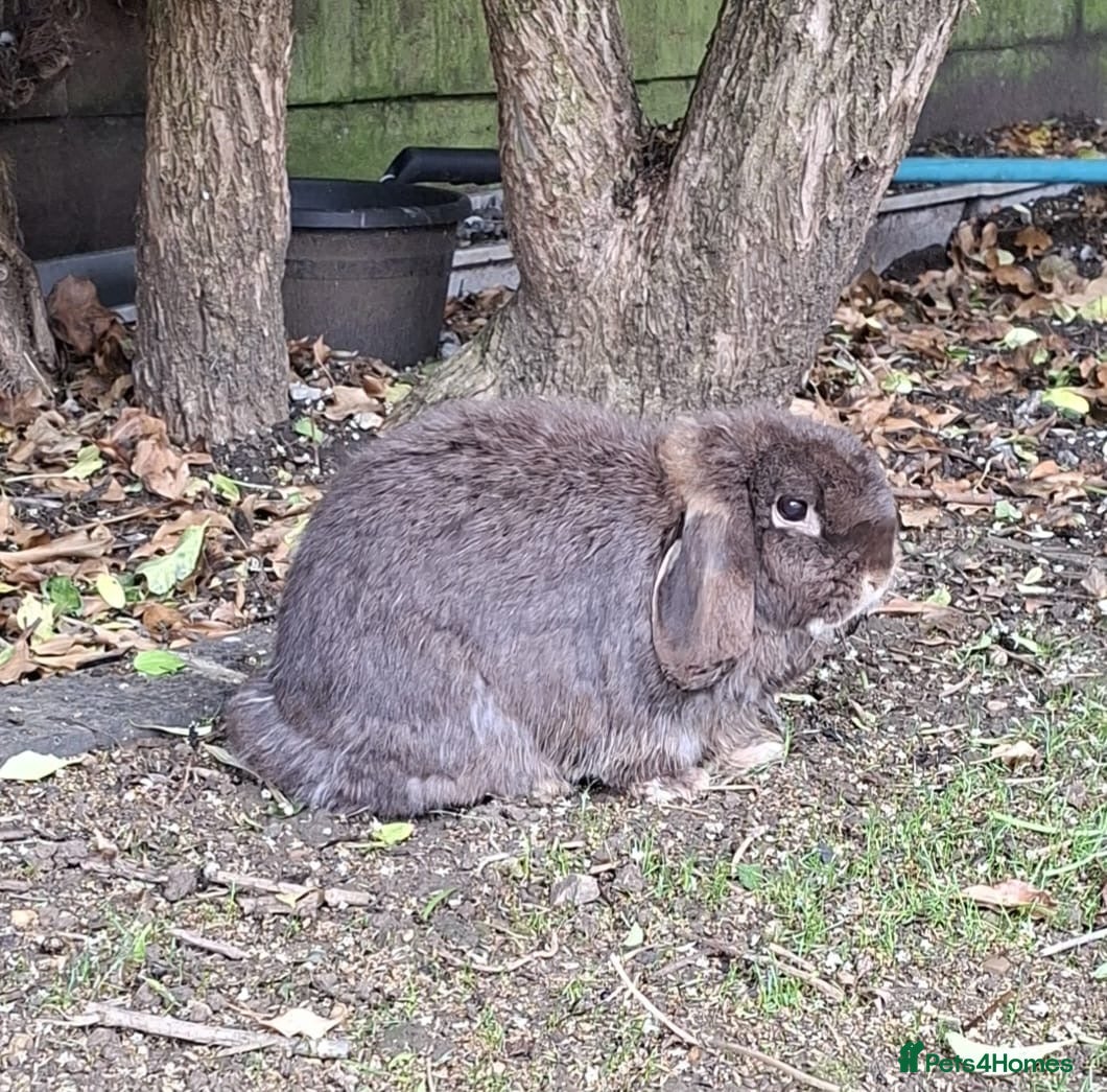 Mini Lop rabbits Re-home - Advert 2