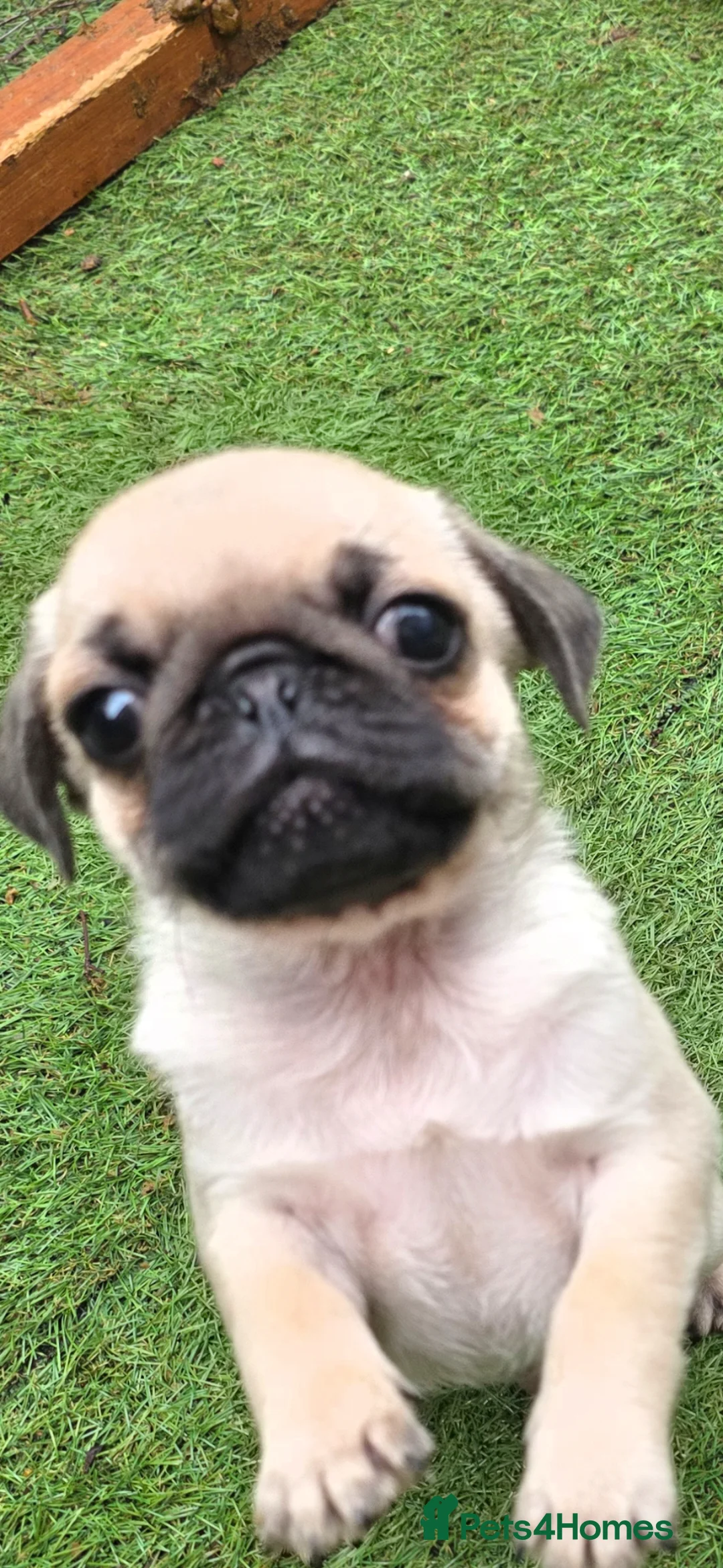 Pug dogs for sale: Little guy looking for his new forever home - Advert 5