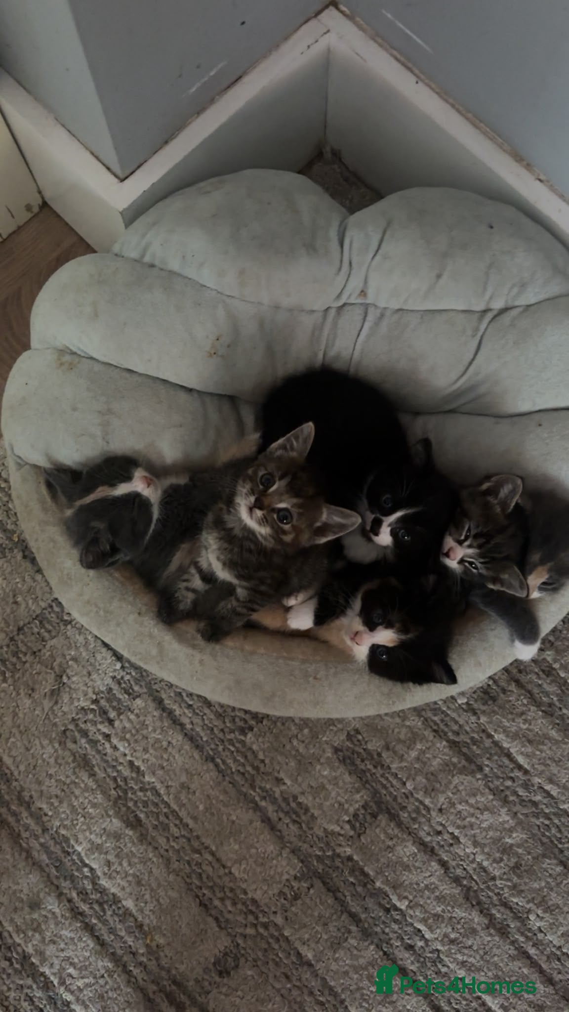 Mixed Breed cats Gorgeous tri coloured kittens - Advert 12