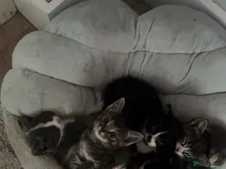 Mixed Breed cats Gorgeous tri coloured kittens - Advert 12