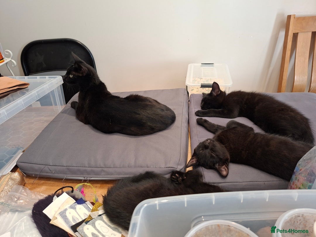 Mixed Breed cats for sale: Calling all witches and black cat lovers! - Image 1