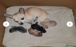 Chihuahua dogs for sale: Blue and fawn boy  - Image 7