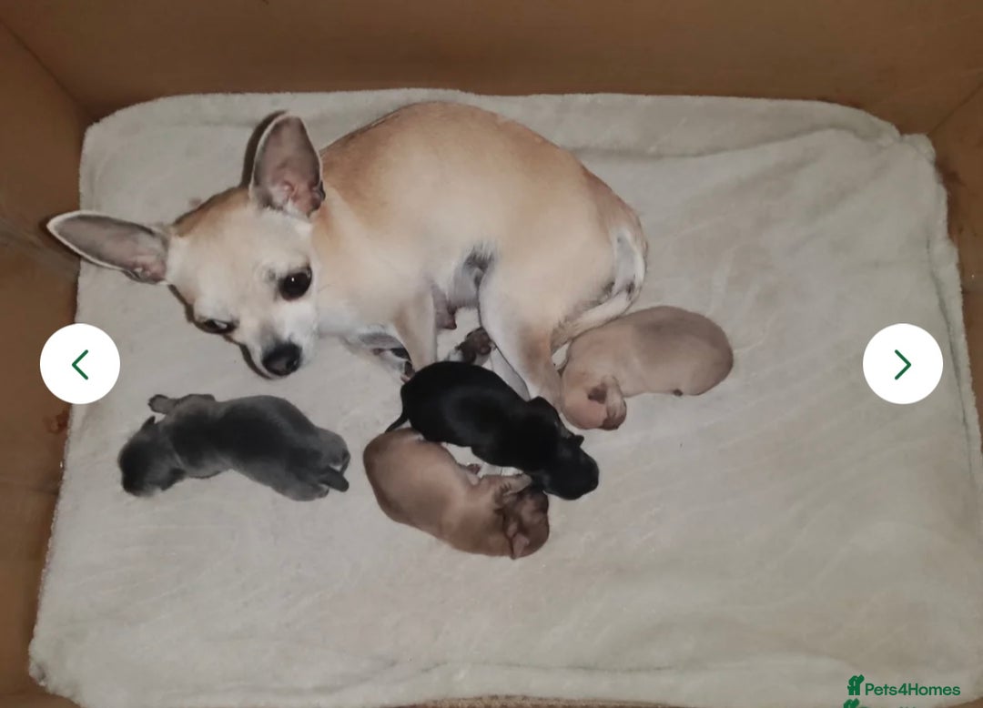 Chihuahua dogs for sale: Blue and fawn boy  - Image 7