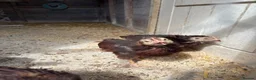 Chickens poultry for sale: 3 Rhode Island Red cockrells  - Advert 2