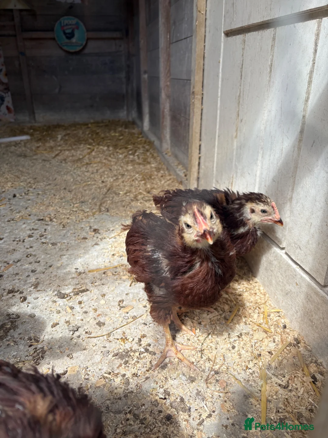 Chickens poultry for sale: 3 Rhode Island Red cockrells  - Advert 2