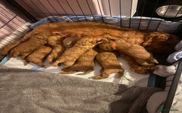 Cavapoo dogs for sale: Cavapoo puppy’s  - Image 2