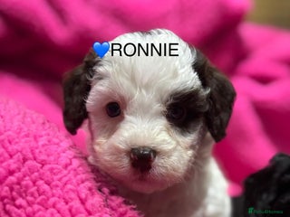 Cockapoo dogs 💛*COCKERPOO’S READY NOW in Cheshire*💛🏡 - Advert 10