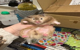 Hamster rodents for sale: Tame Pedigree HAMSTER SALE - ethically bred - Image 3