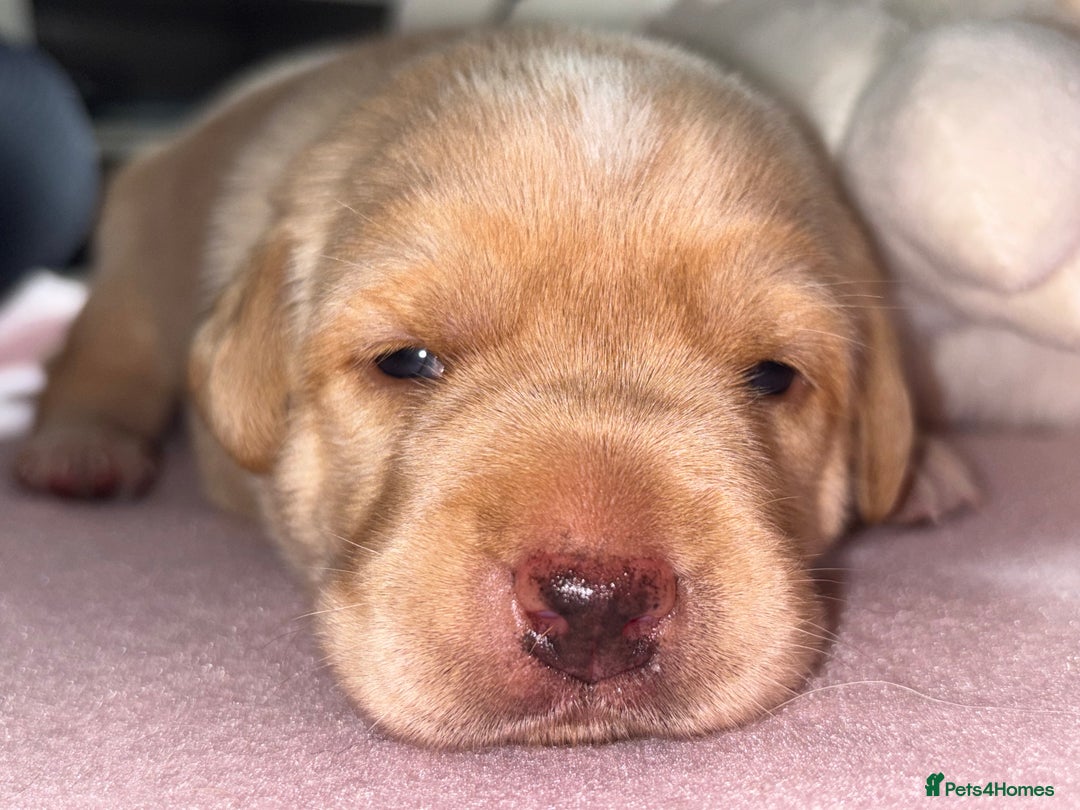 Labrador Retriever dogs for sale: WORMAGS KC REGISTERED LAST LABRADOR PUPPY - Image 13