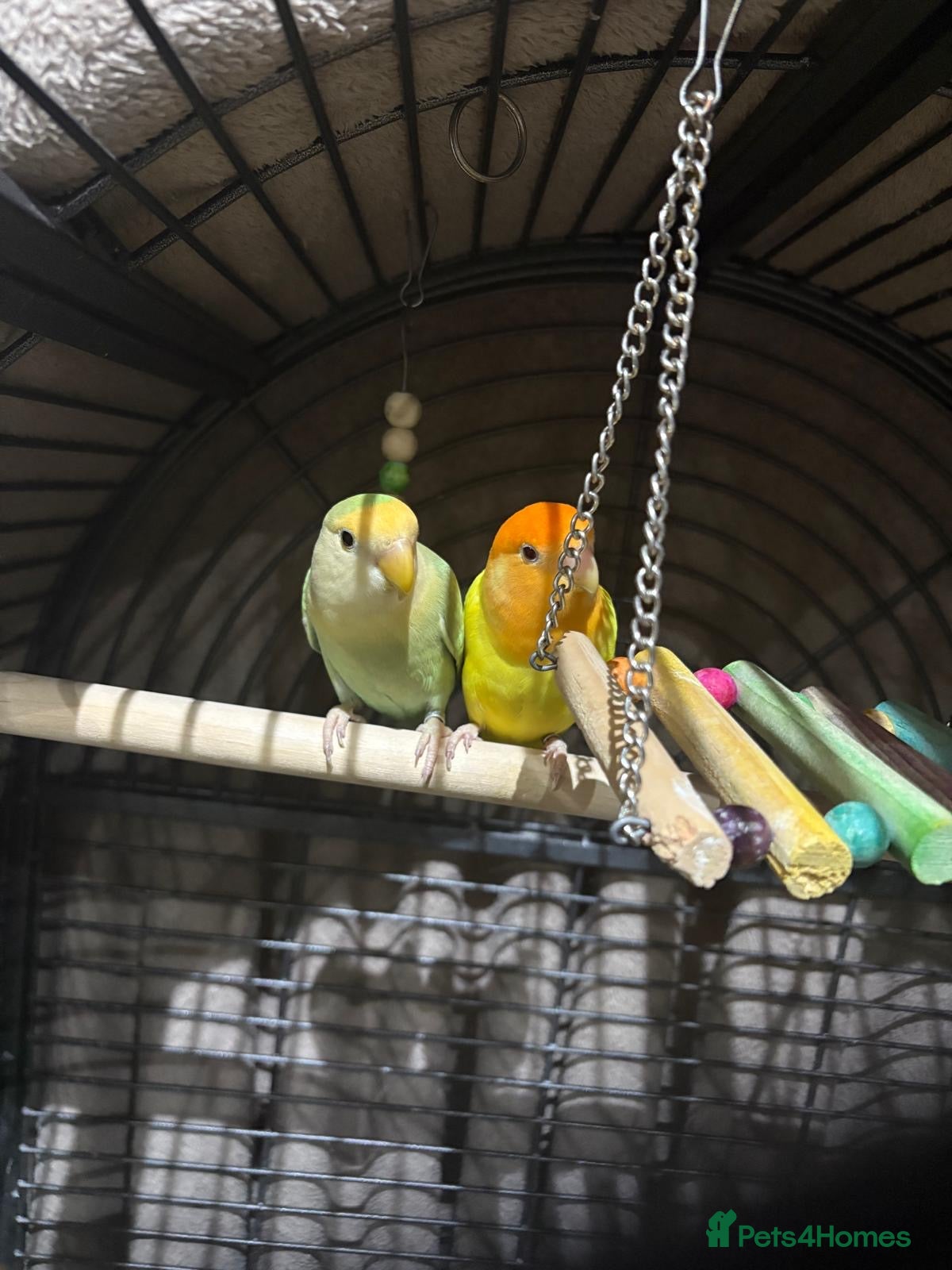 Lovebirds birds Love birds - Advert 1