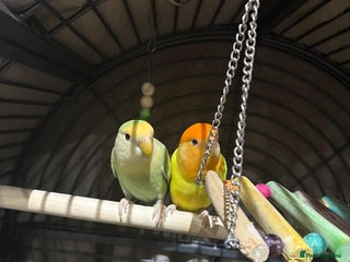 Lovebirds birds Love birds - Advert 1