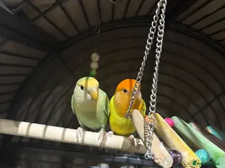 Lovebirds birds Love birds - Advert 8