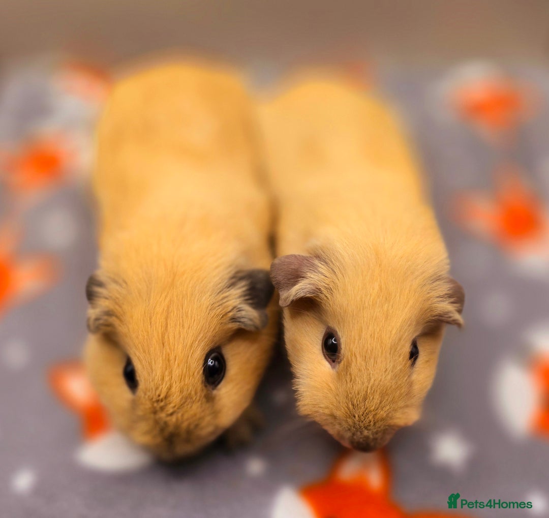 Guinea Pig rodents for sale: X3 Californian Boars £35 each - Advert 4