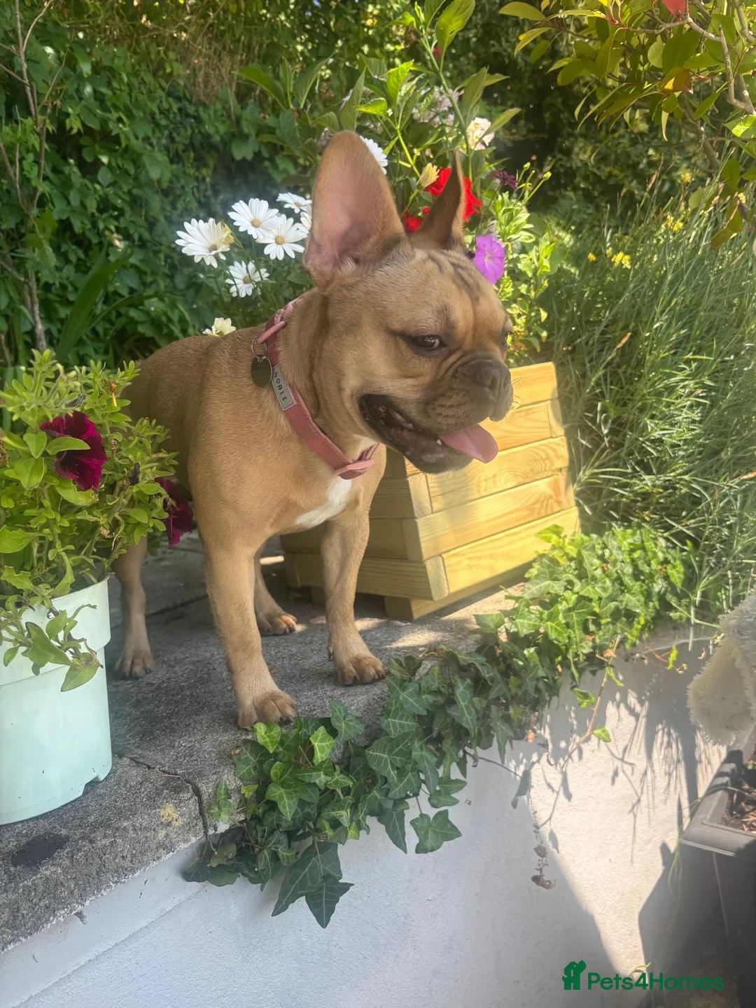 French Bulldog dogs for adoption: Bella the Frenchie  - Advert 2