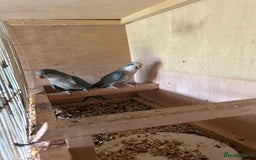 Parakeets birds for sale: Quaker parakeet  - Image 4