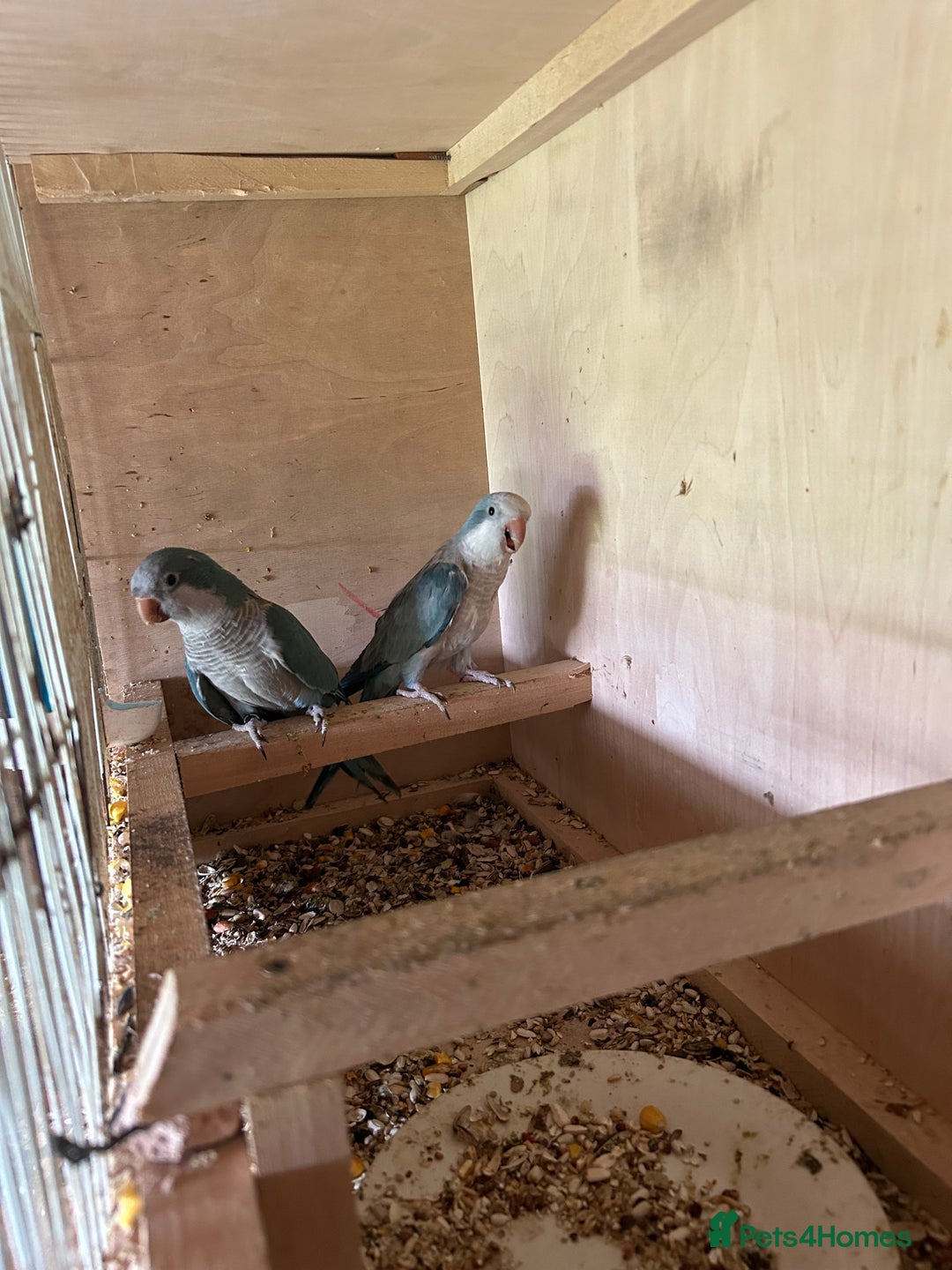 Parakeets birds for sale: Quaker parakeet  - Image 4